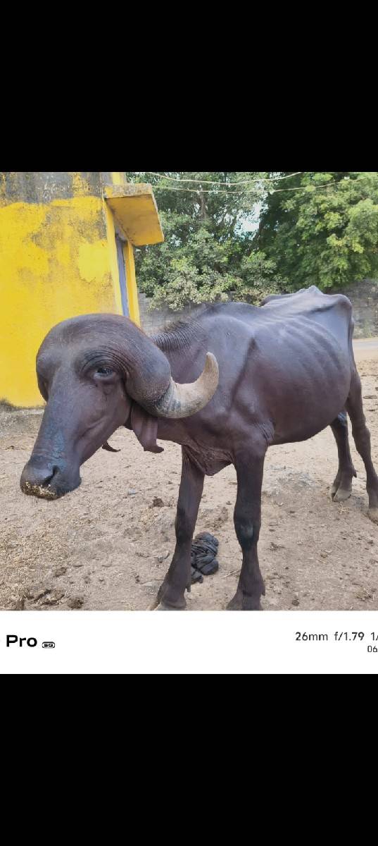 પાડો વેચવાનો છે
