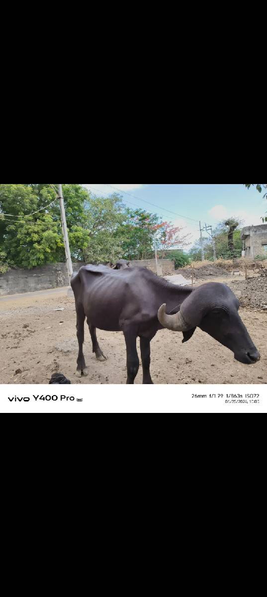 પાડો વેચવાનો છે