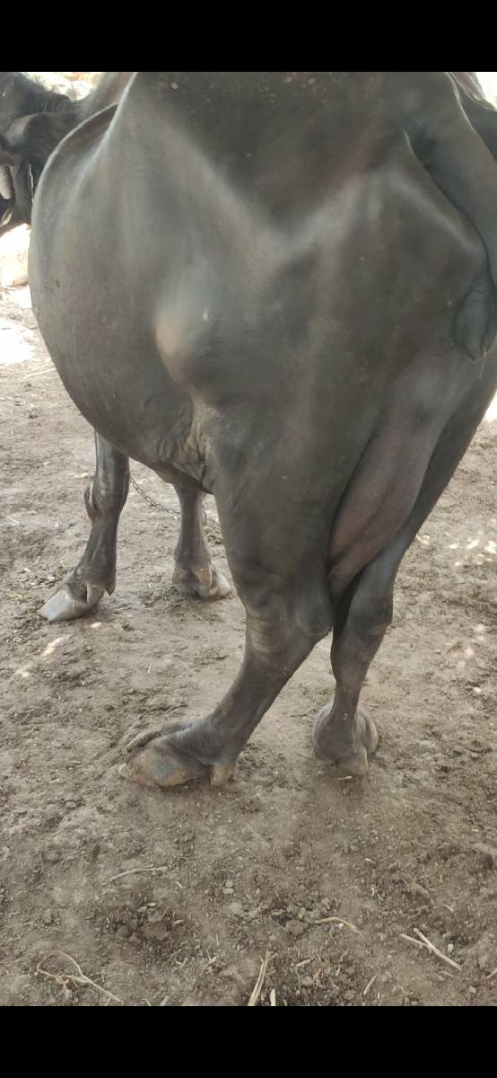 ટોટલ જવાબદારી થી આપવાની છે
