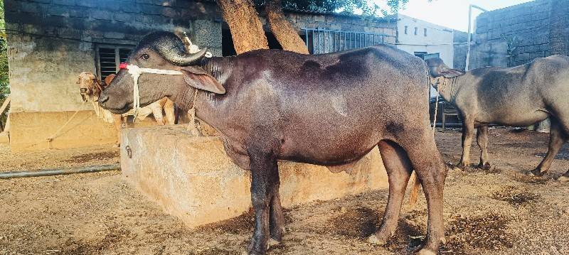 પાડો વેચવાનો છે