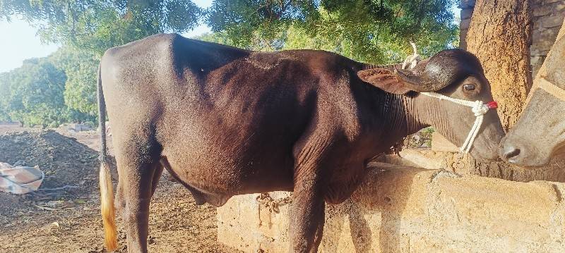 પાડો વેચવાનો છે