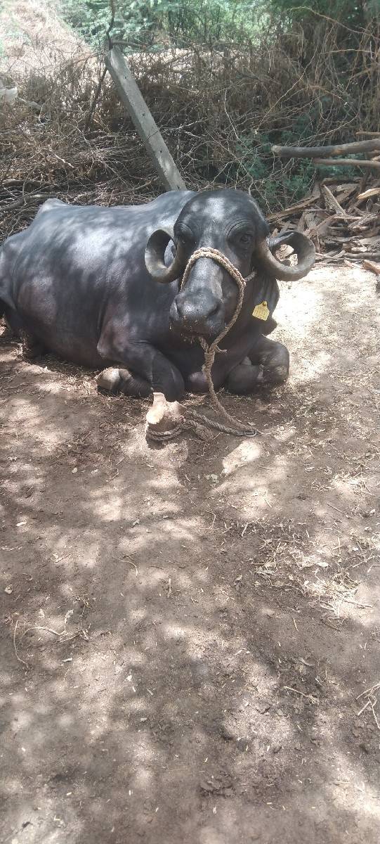 ચોથુવેતાર