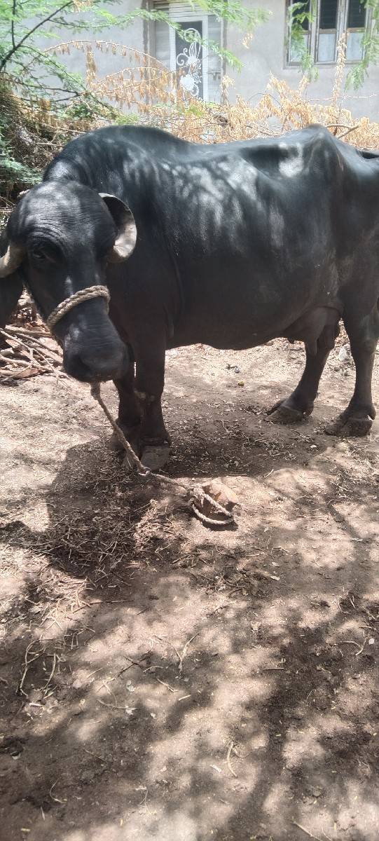 ચોથુવેતાર