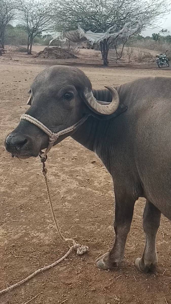 ખડેલી વેસવાની છે
