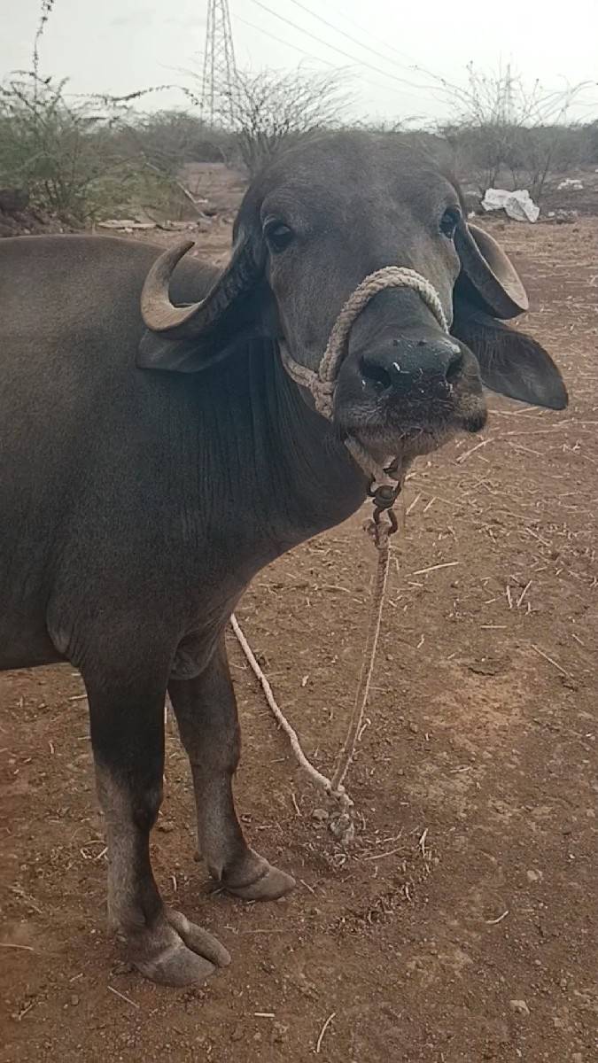 ખડેલી વેસવાની છે