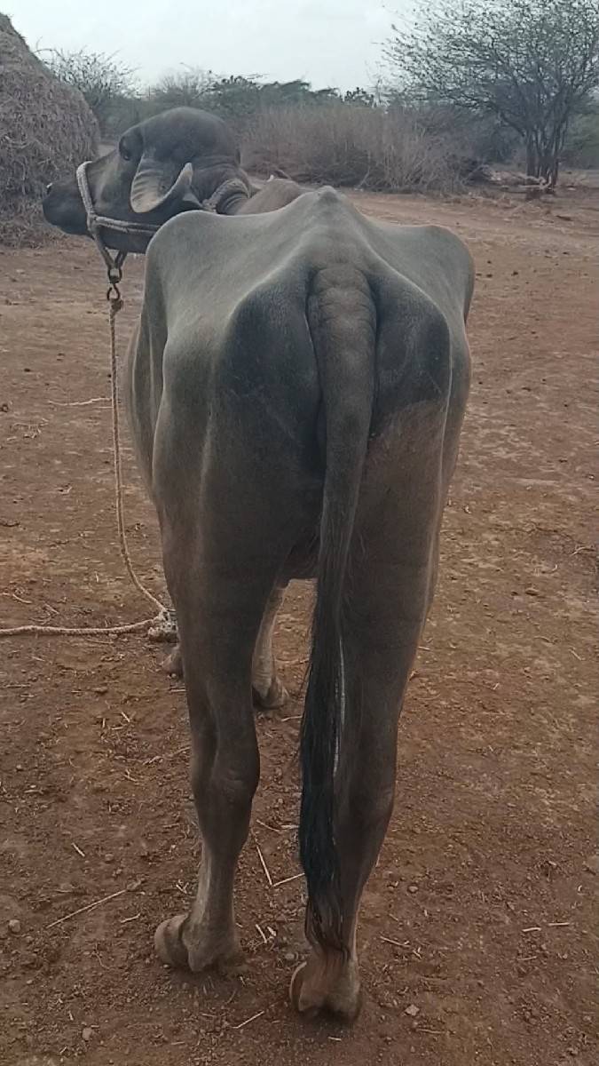 ખડેલી વેસવાની છે