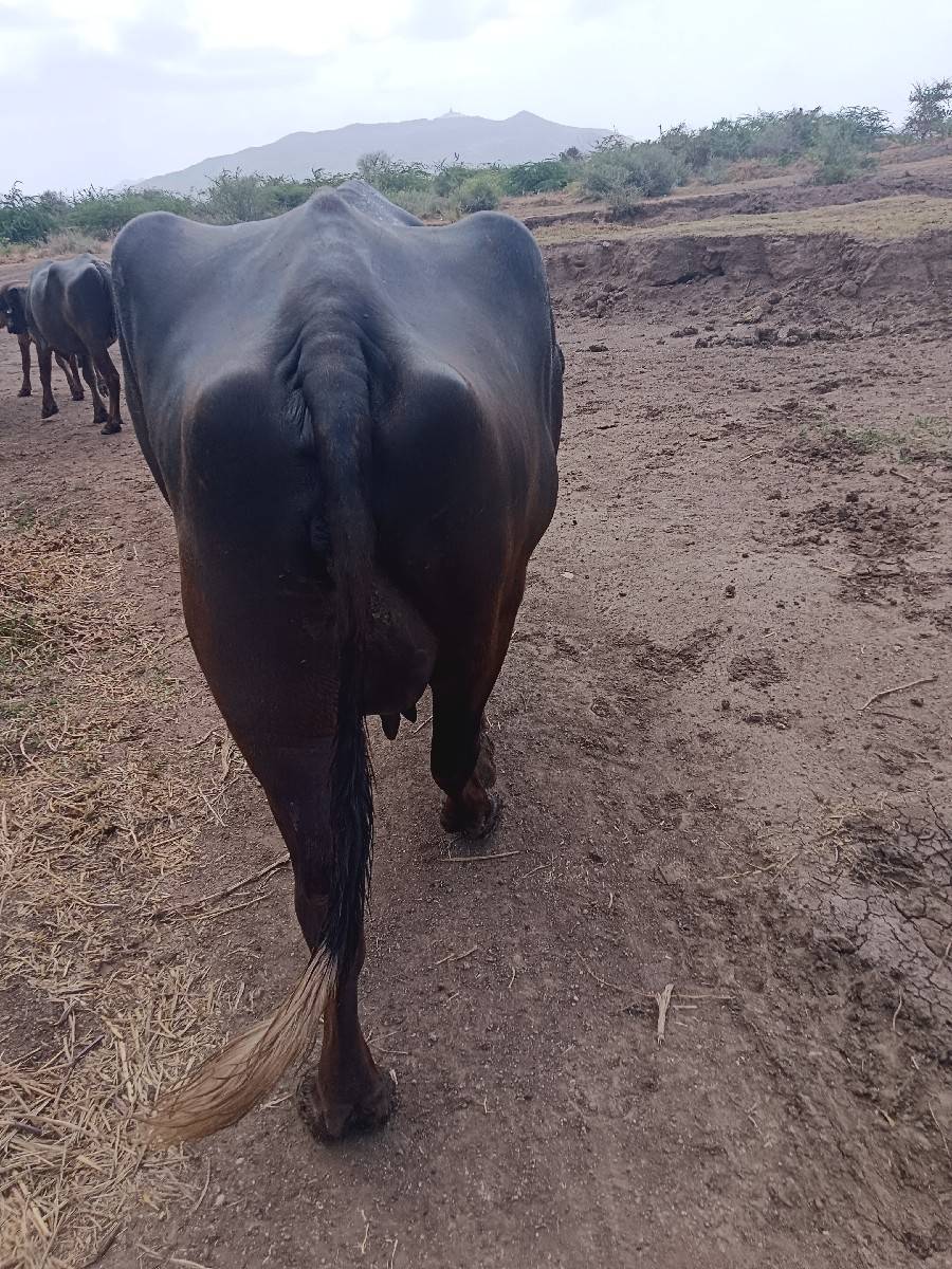વેશવાની ની શે 3 વેતર