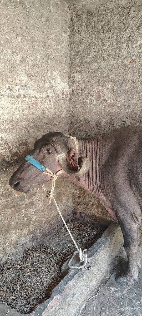 ભેંસ 3 વેતર વ્યાસે