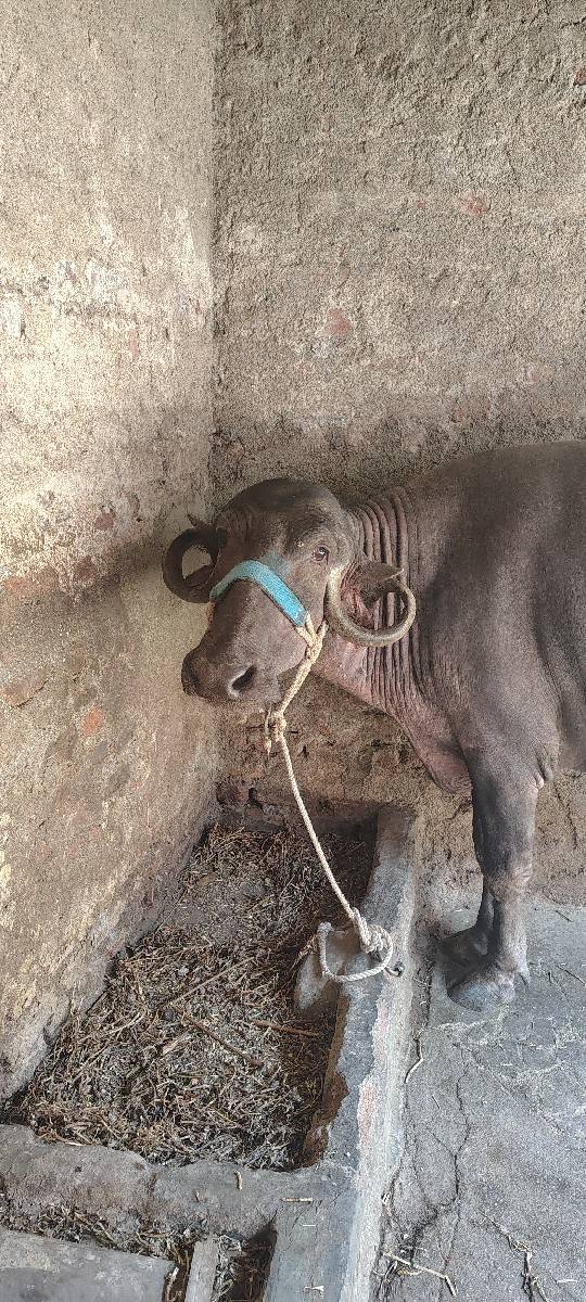 ભેંસ 3 વેતર વ્યાસે
