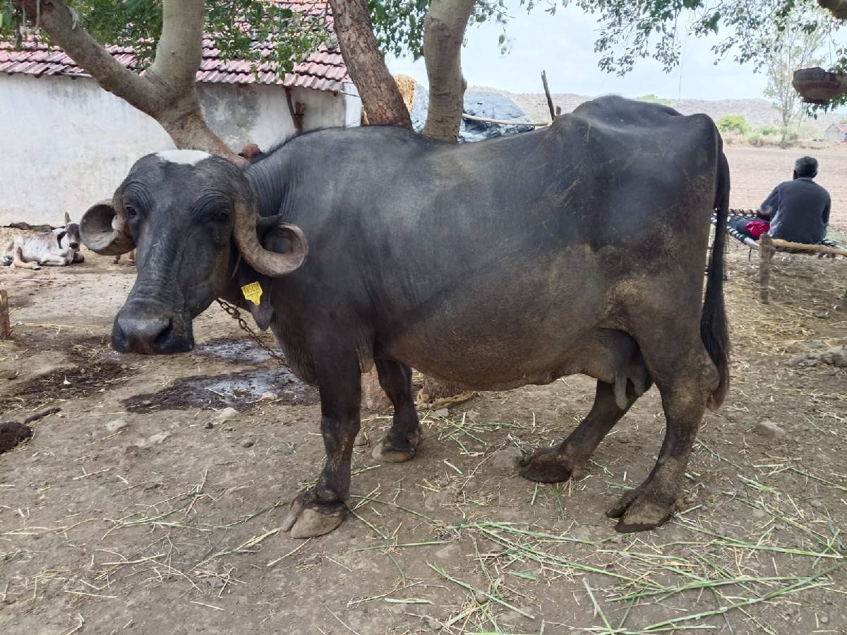 ભેંસ વેચવાની છે