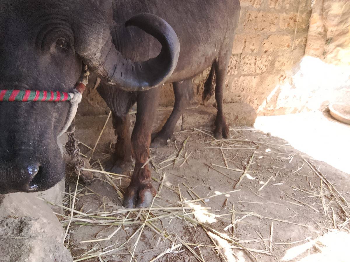 રાઠોડ અમિત