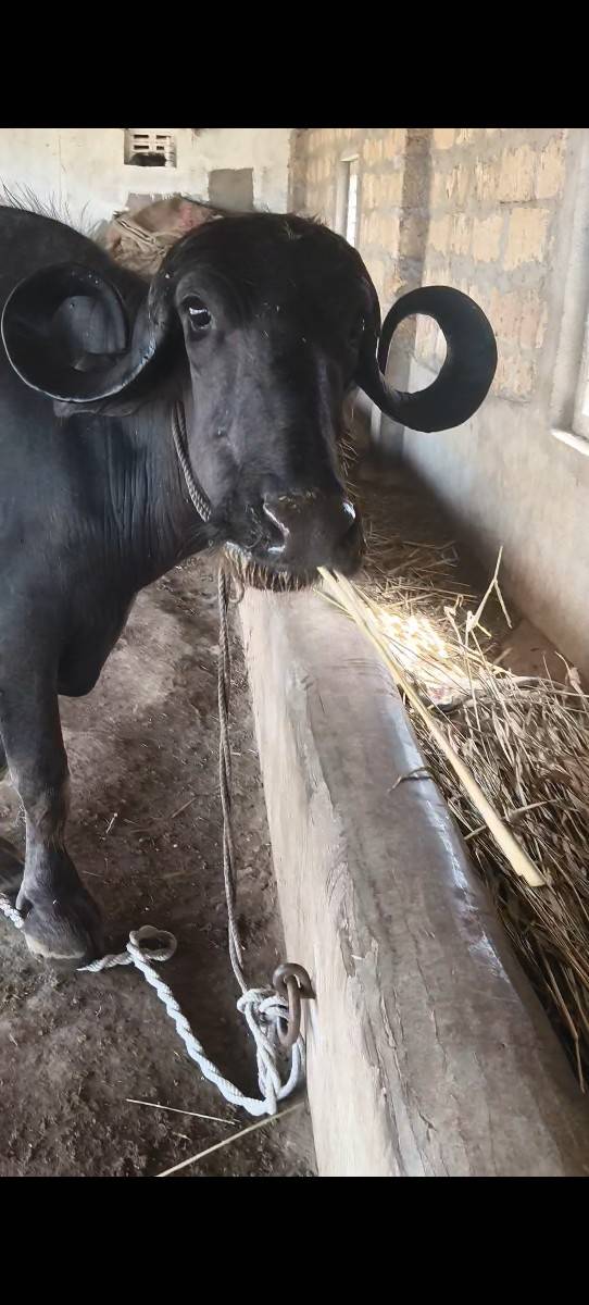 પેલા વેતર ની ખણેલી વેચવાની છે