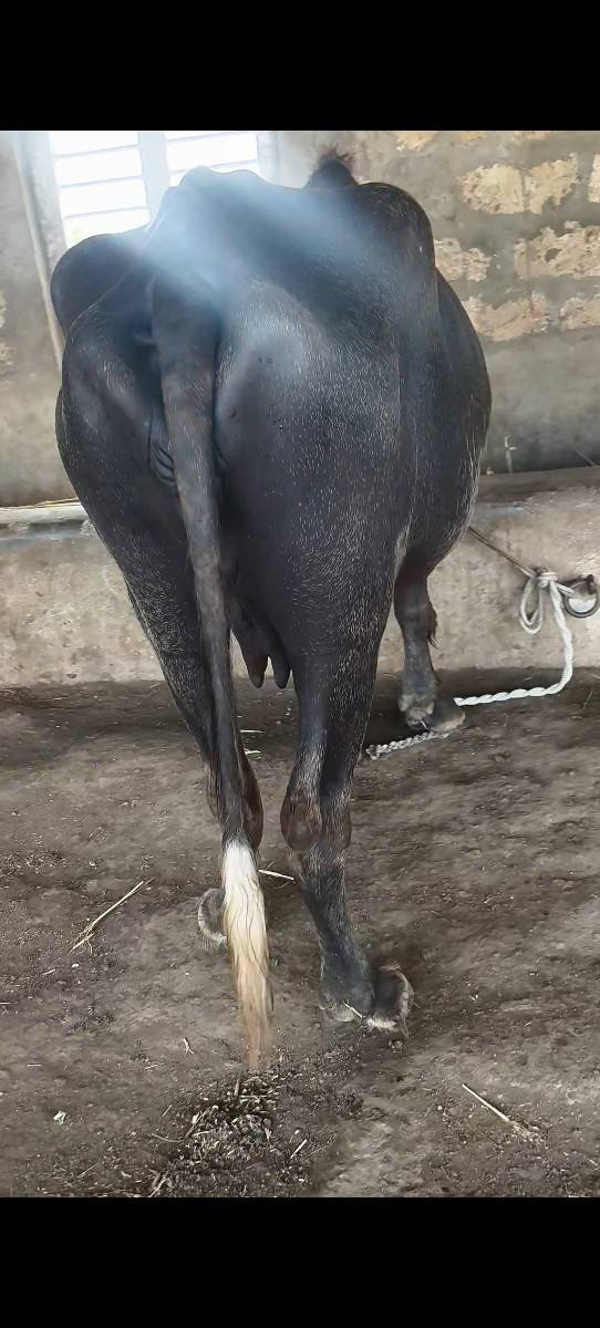 પેલા વેતર ની ખણેલી વેચવાની છે