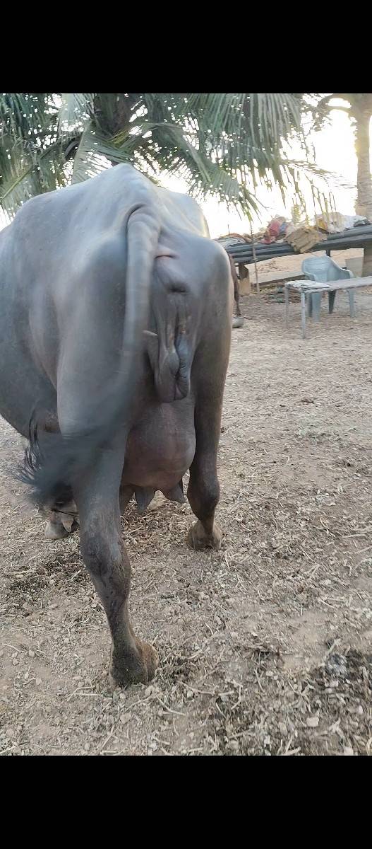 ભેંસ પેલું વેતર