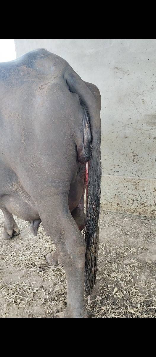 ભેંસ પેલું વેતર
