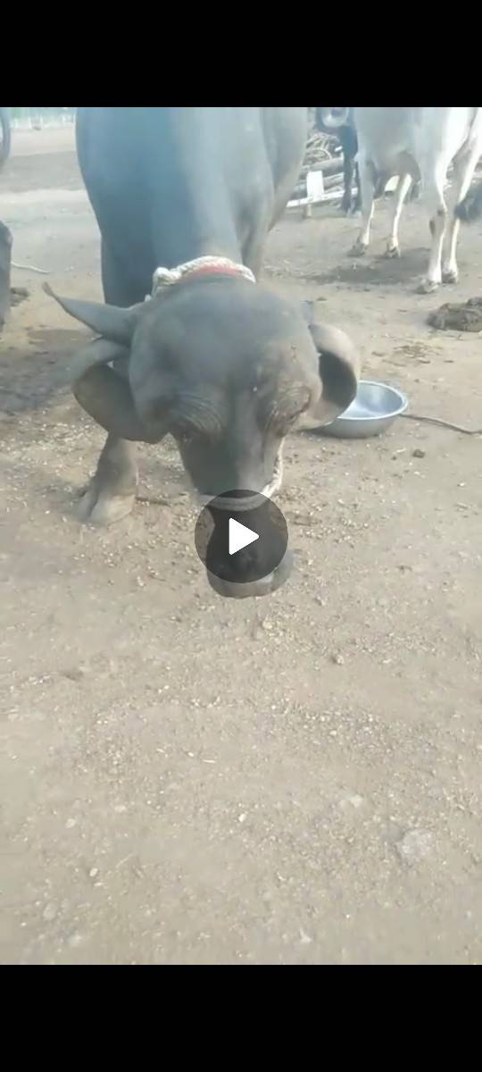 જાફરાબાદી ટોપલ ખડાય છે