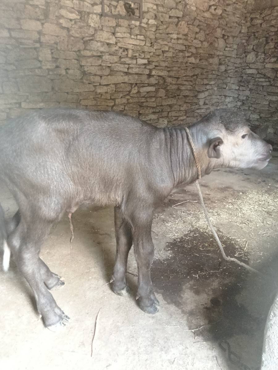 પાડો વેચવાનો છે
