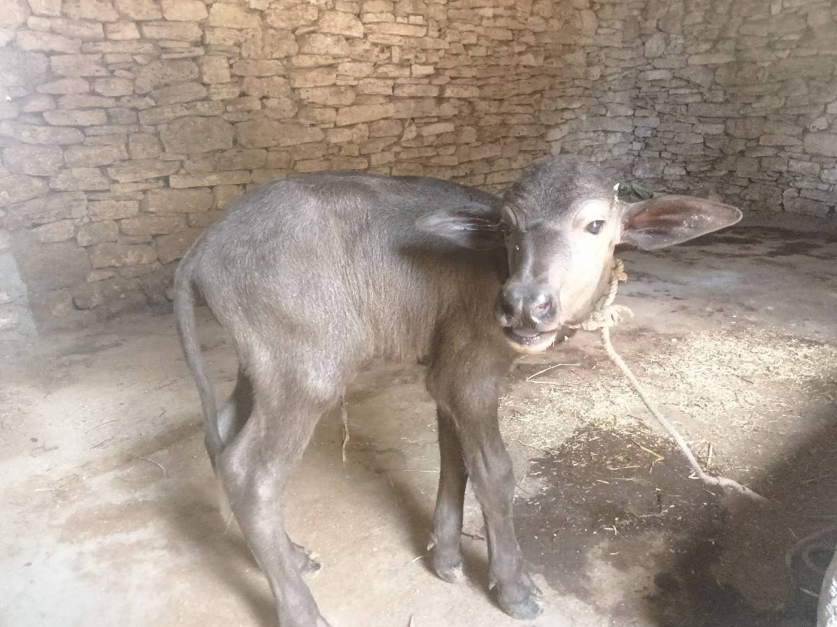 પાડો વેચવાનો છે