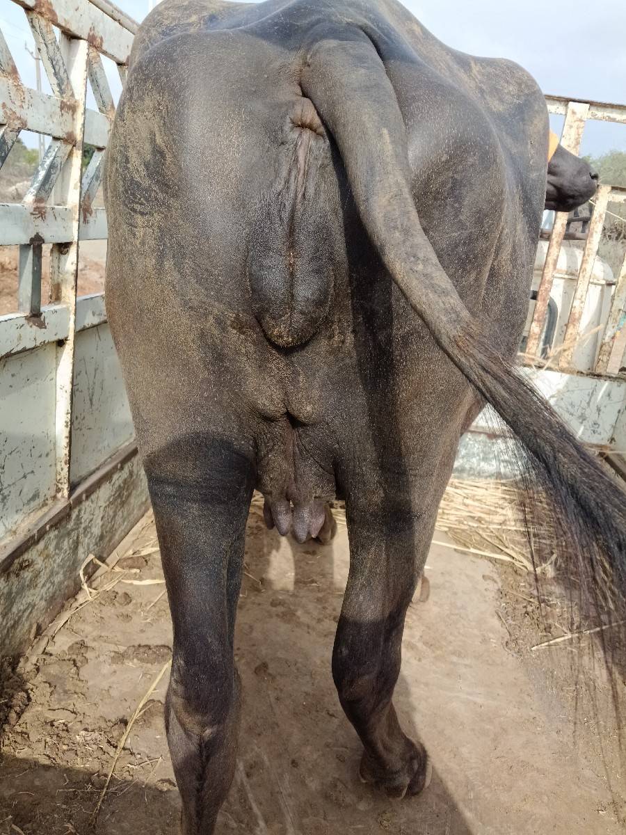 ખડેલી વેચવાની છે