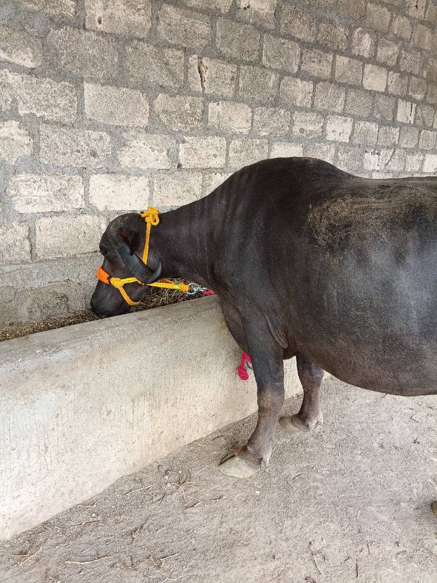 ખડેલી વેચવાની છે