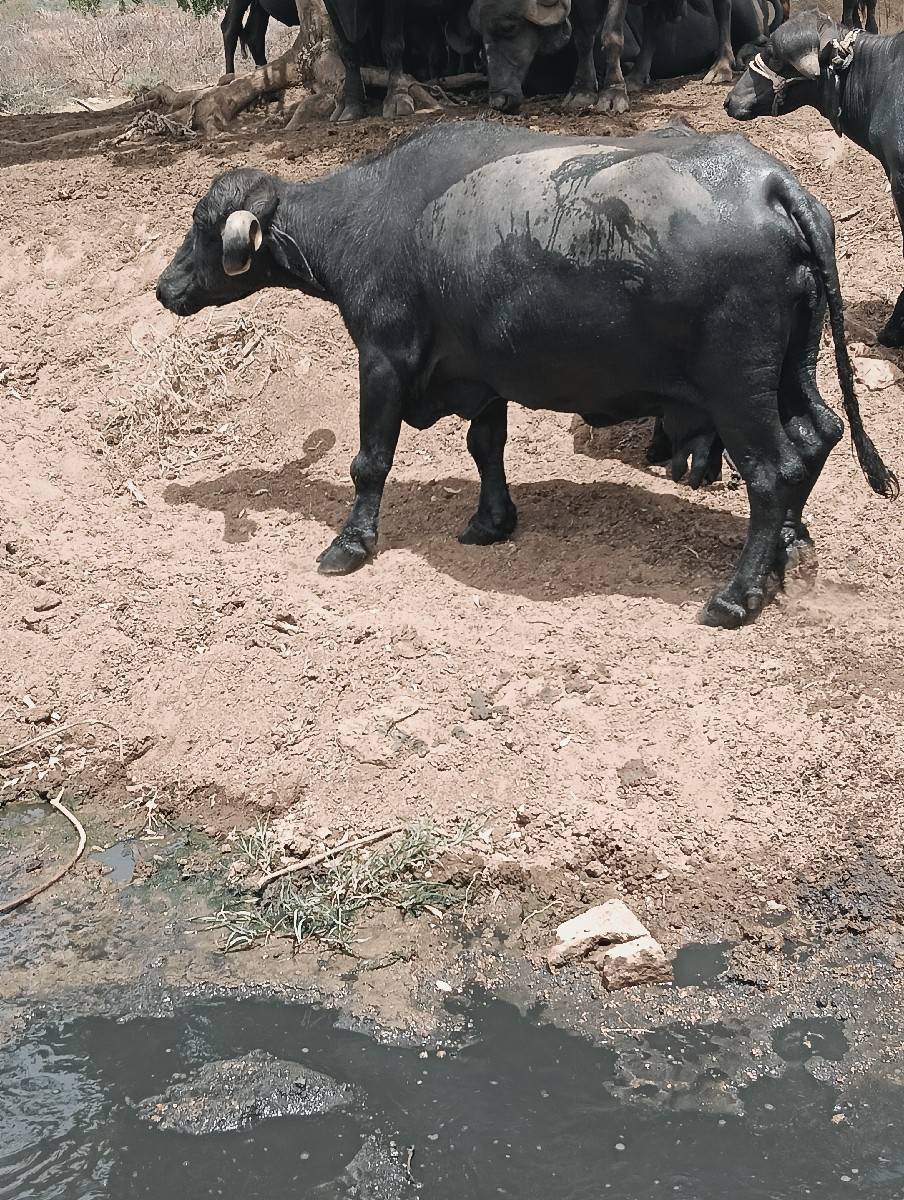 ભેંસ વેચવાની છે ચોથું