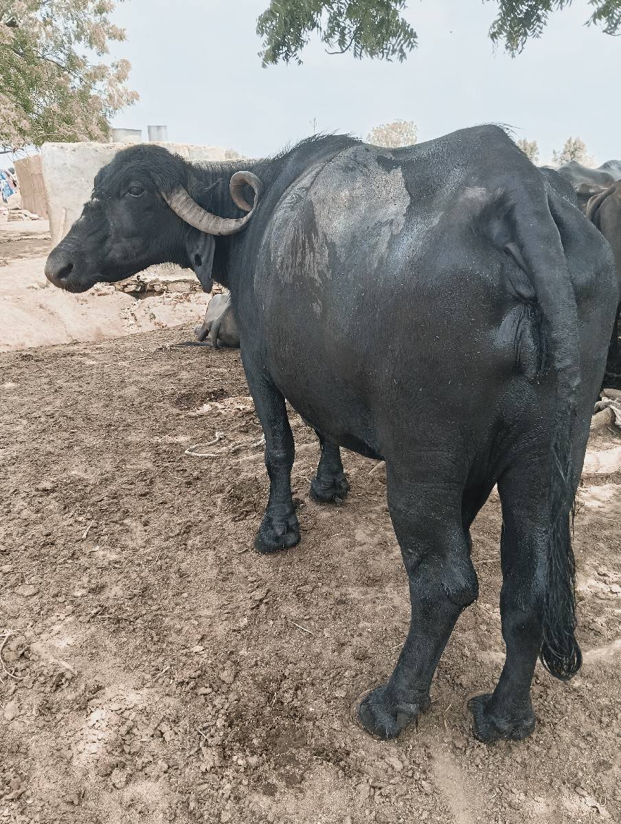 ભેંસ વેચવાની છે ચોથું