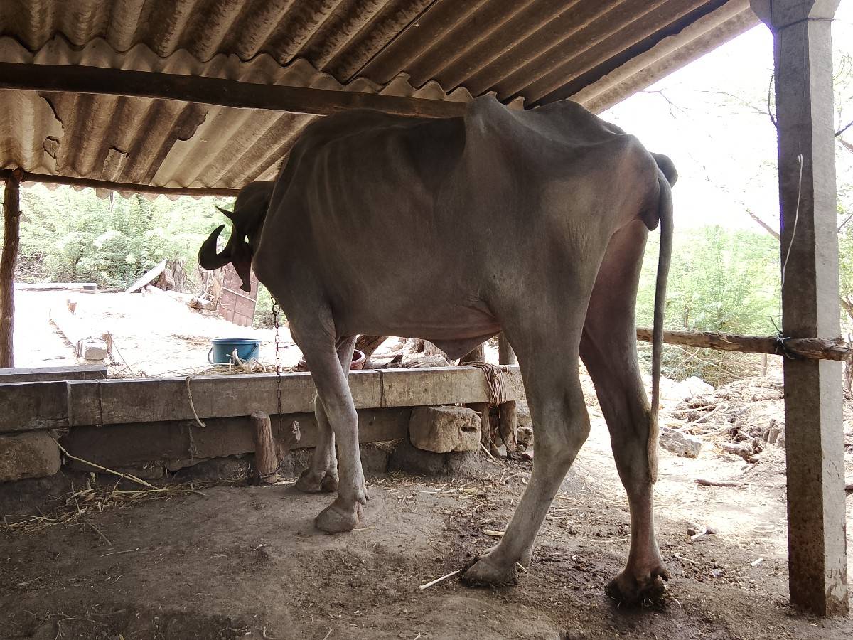 કલર.મા.આખી.ભુરી.5.વરચની
