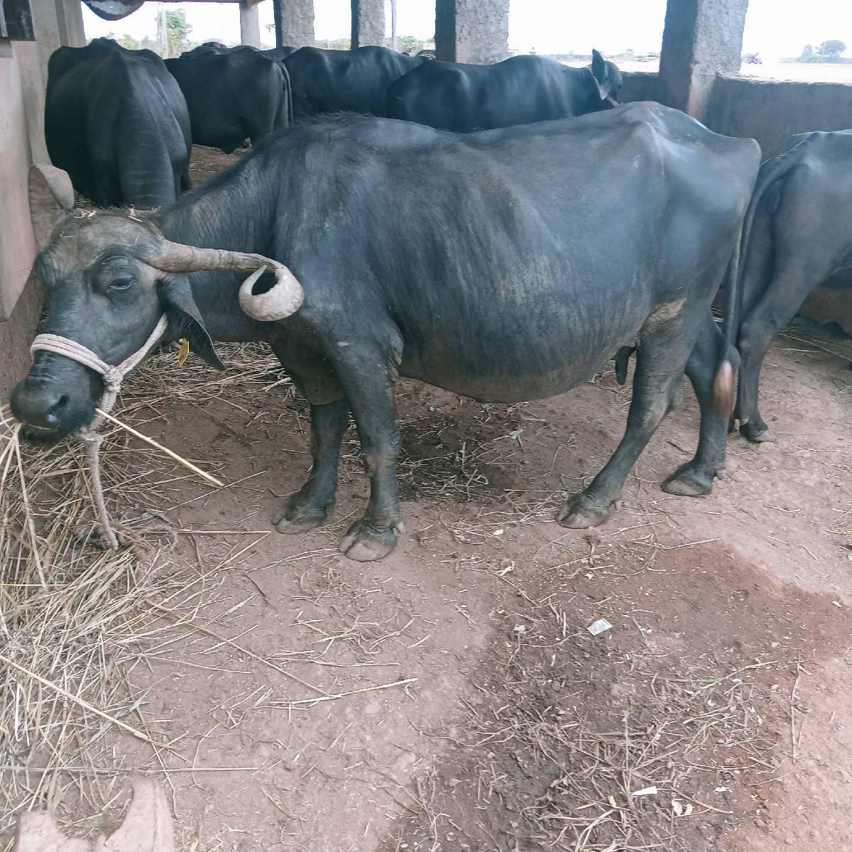 ભેંસ વેચવાની છે