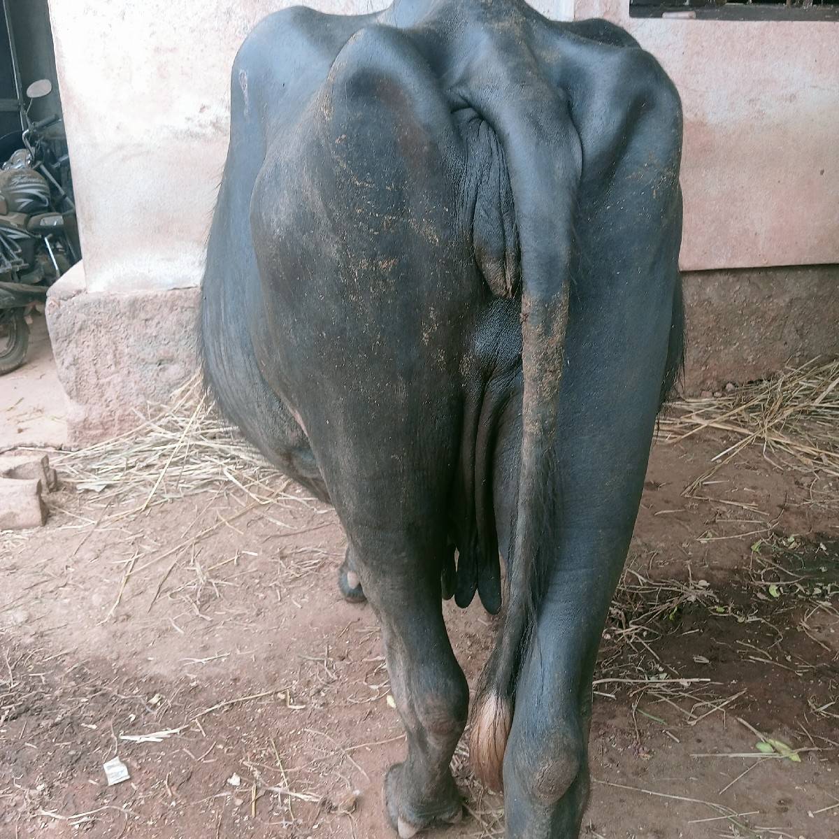 ભેંસ વેચવાની છે