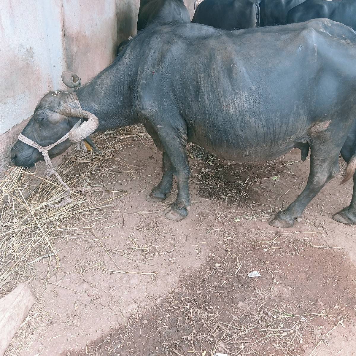 ભેંસ વેચવાની છે