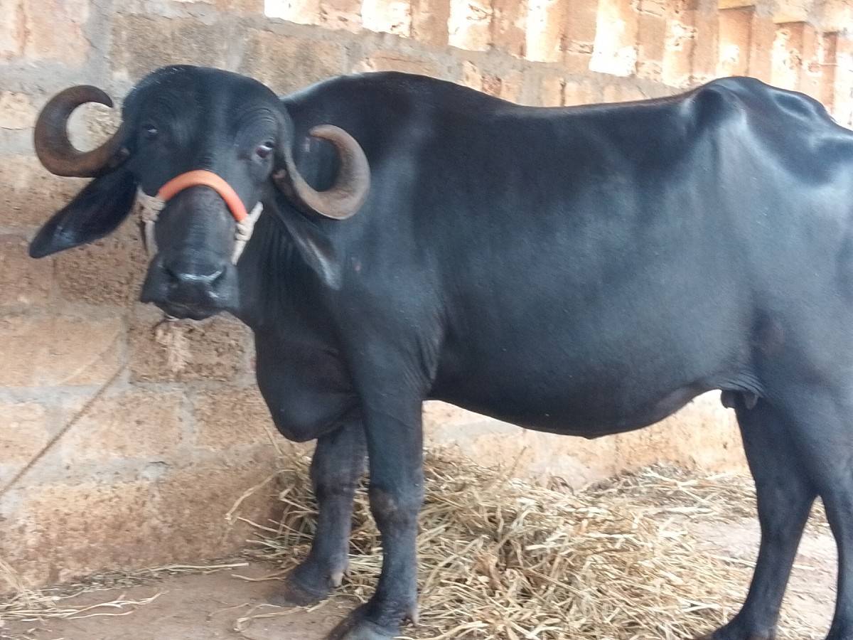 અખંડેલી વેચવાની છે
