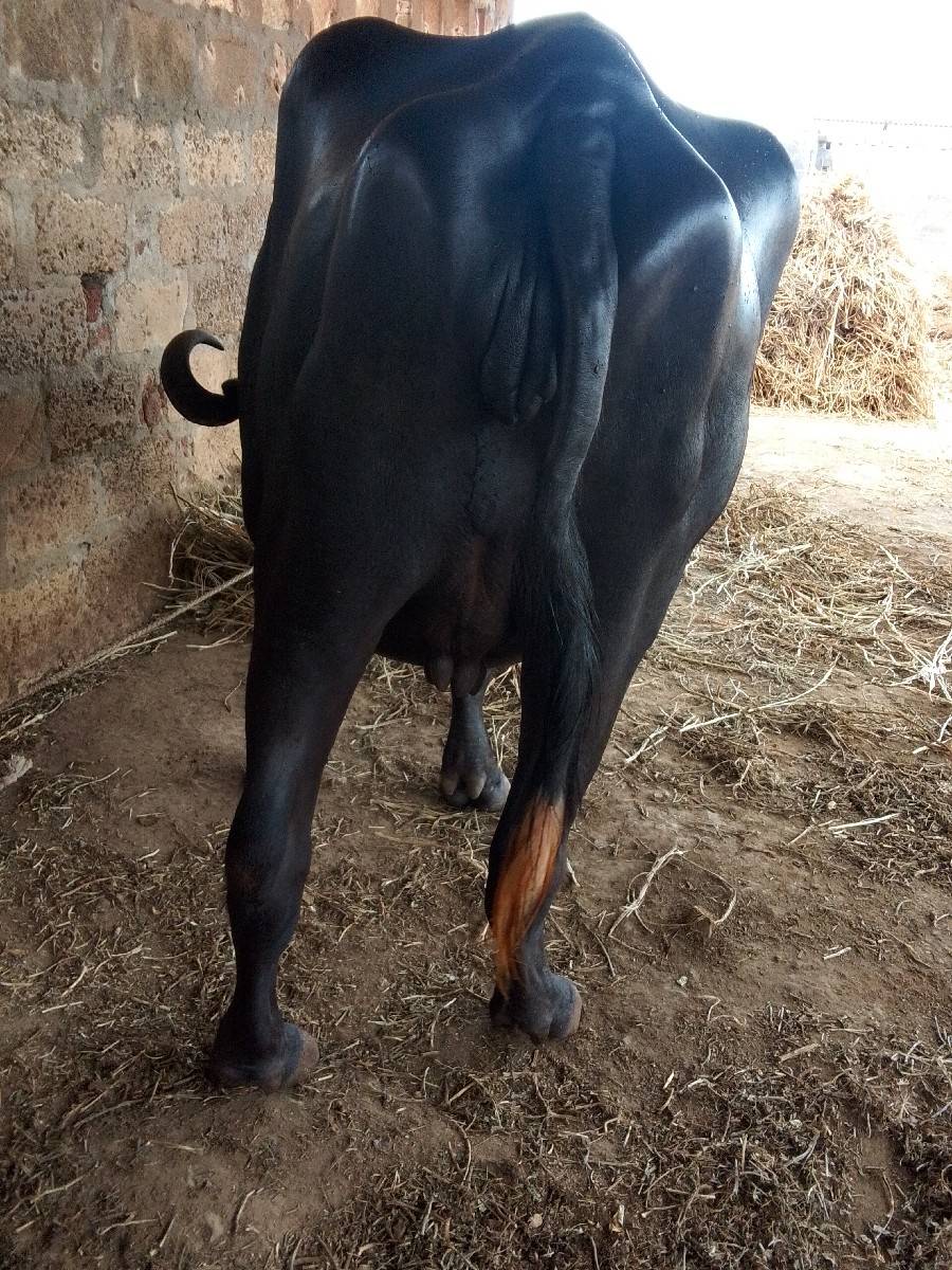 અખંડેલી વેચવાની છે