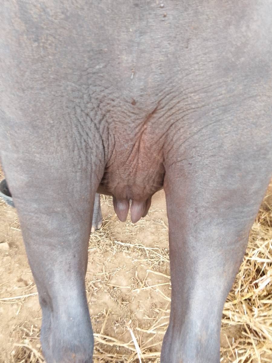 અખંડેલી વેચવાની છે