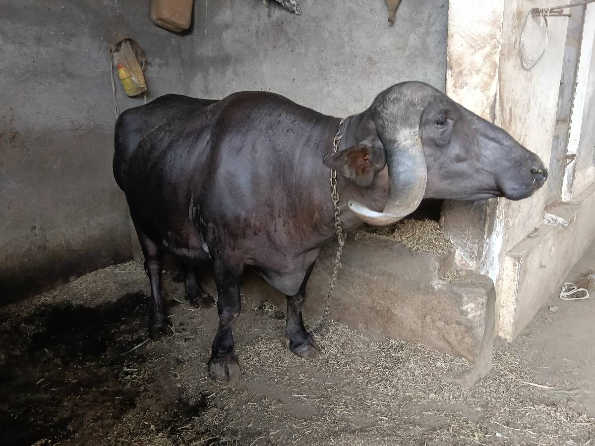 ભેંસ વેસવાની સે