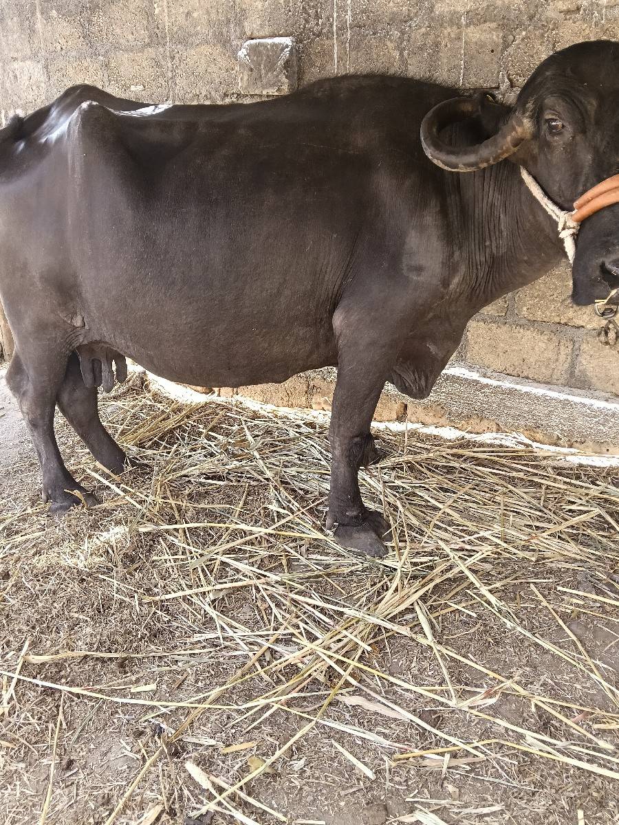 ભેંસ વેચવાની છે