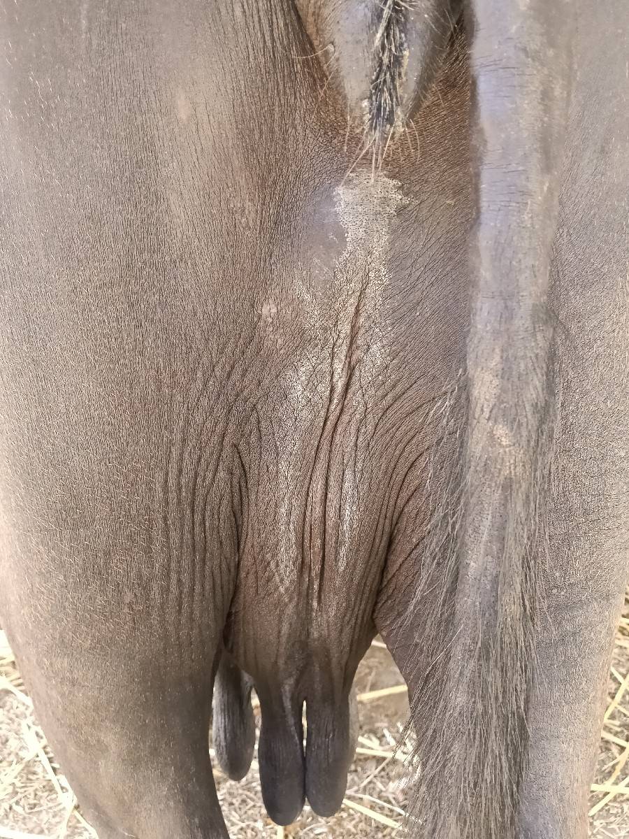 ભેંસ વેચવાની છે