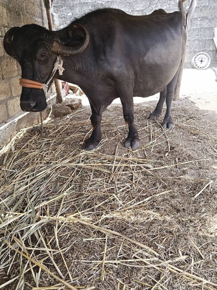 ભેંસ વેચવાની છે