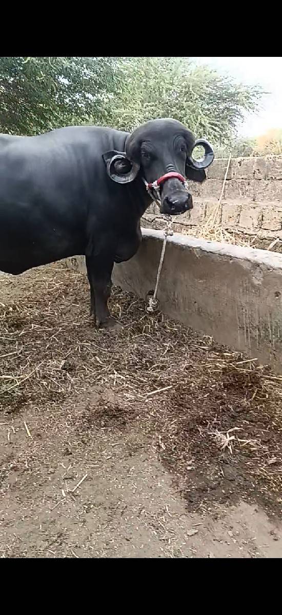 khaleli vesavani se