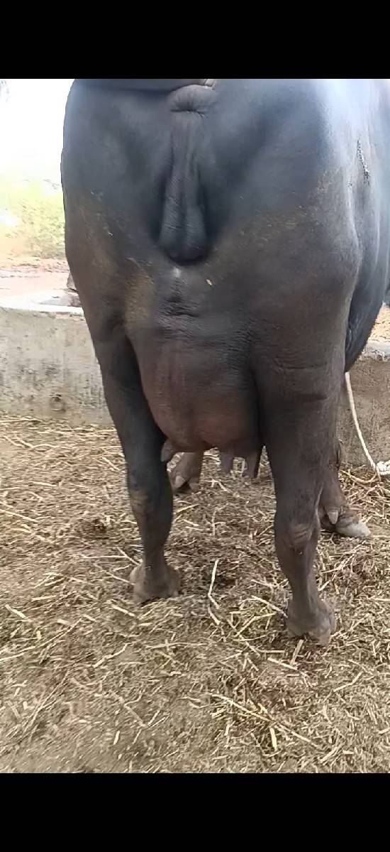 khaleli vesavani se
