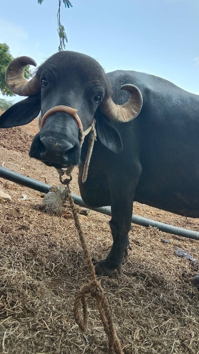 બૅ બેસું દેવાની છે એક દોવા દીએછે