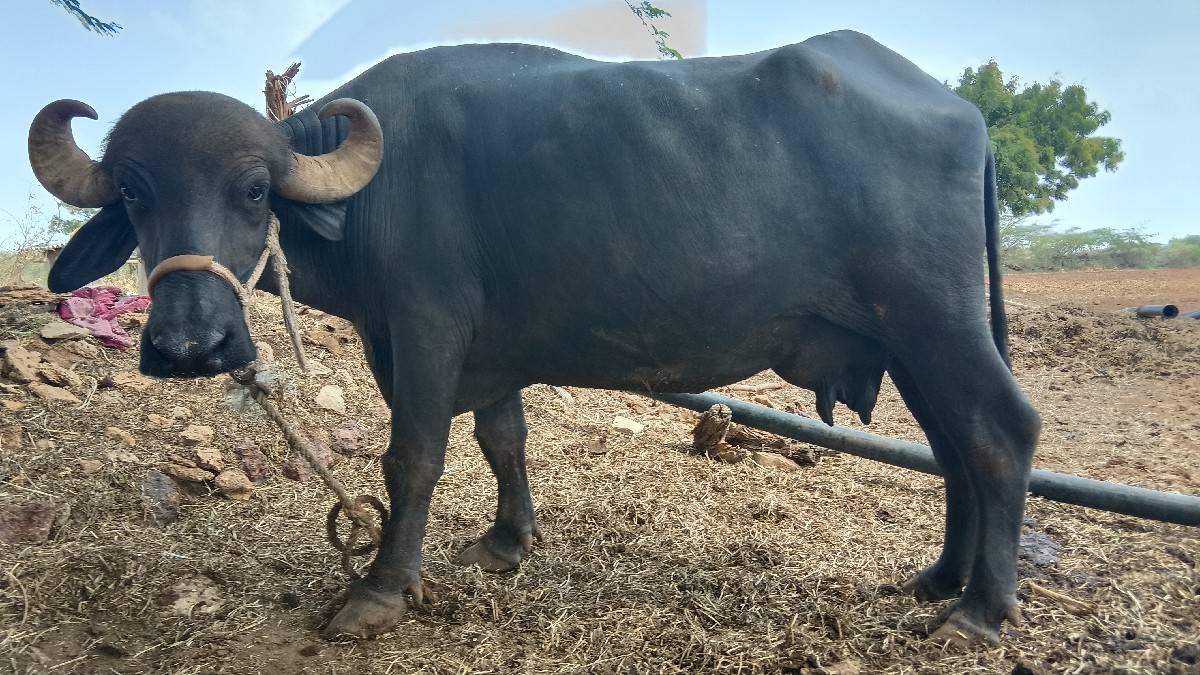 બૅ બેસું દેવાની છે એક દોવા દીએછે