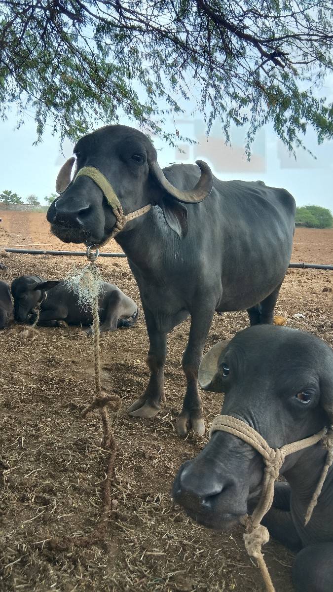 બૅ બેસું દેવાની છે એક દોવા દીએછે