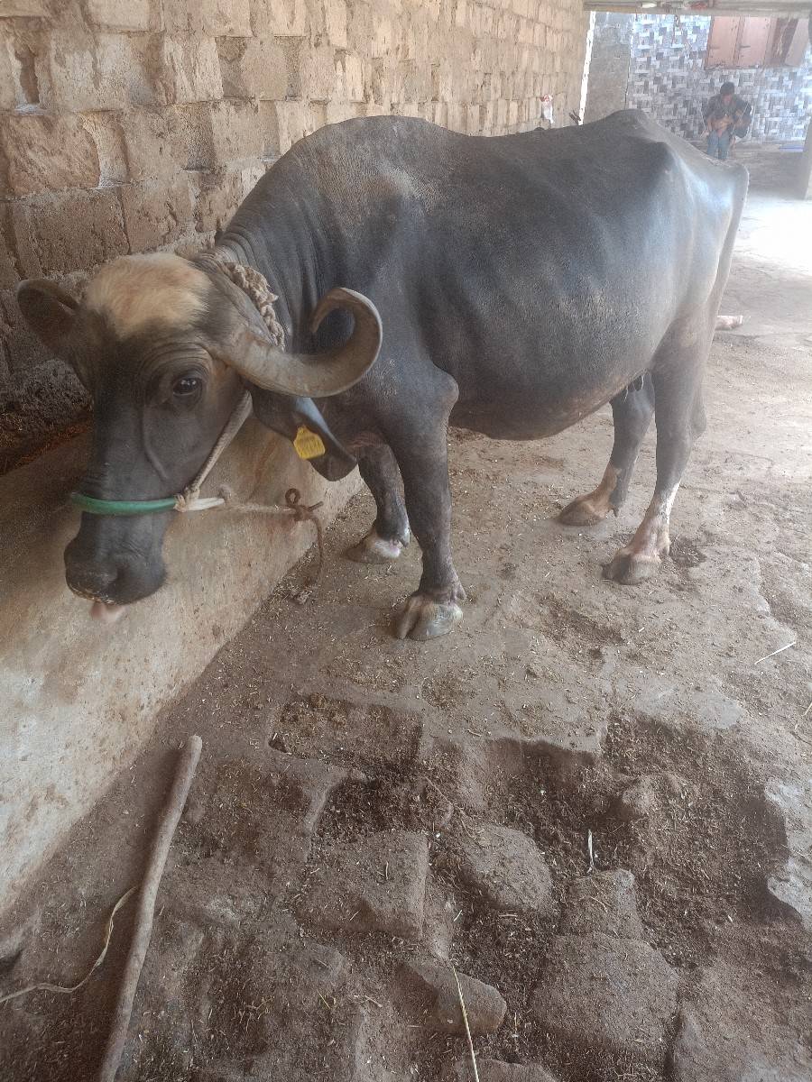 ભેંસ વેચવાની છે