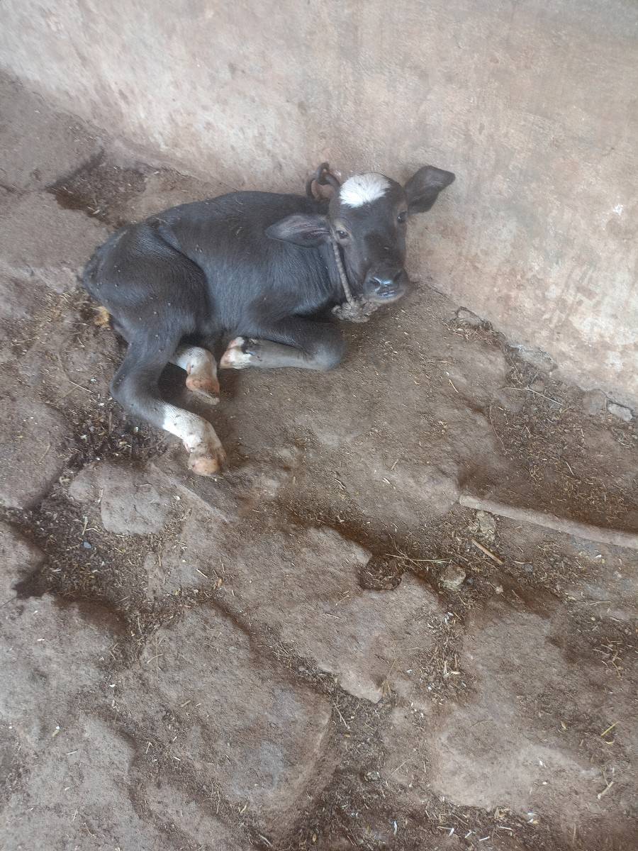 ભેંસ વેચવાની છે