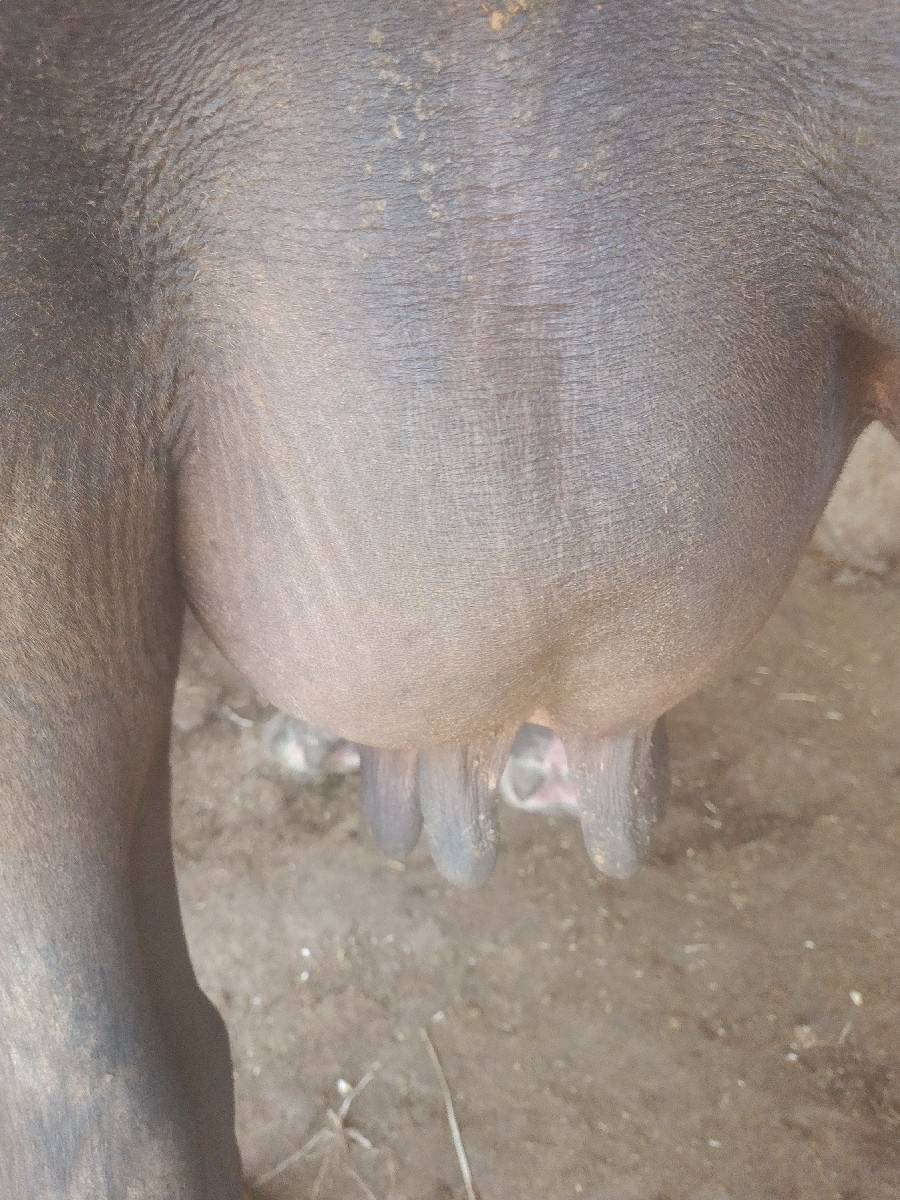ભેંસ વેચવાની છે