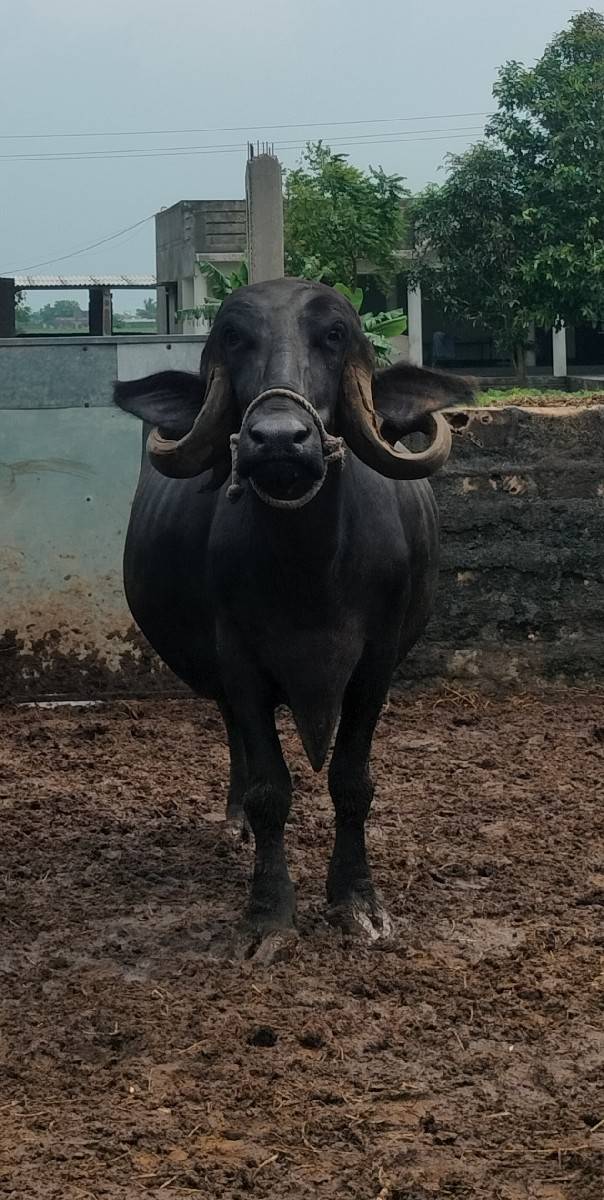 ભેંશ વેચવાની સે