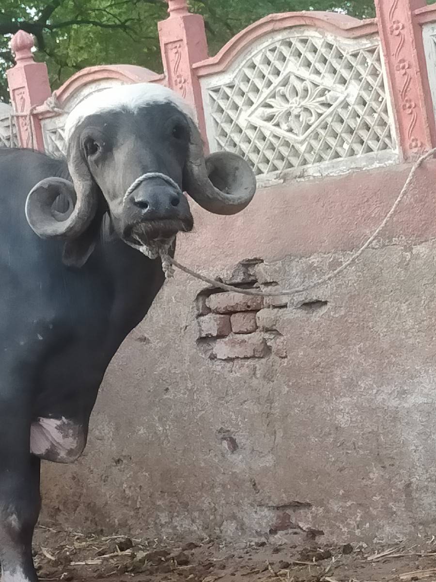 ભેંસ વેચવાની છે
