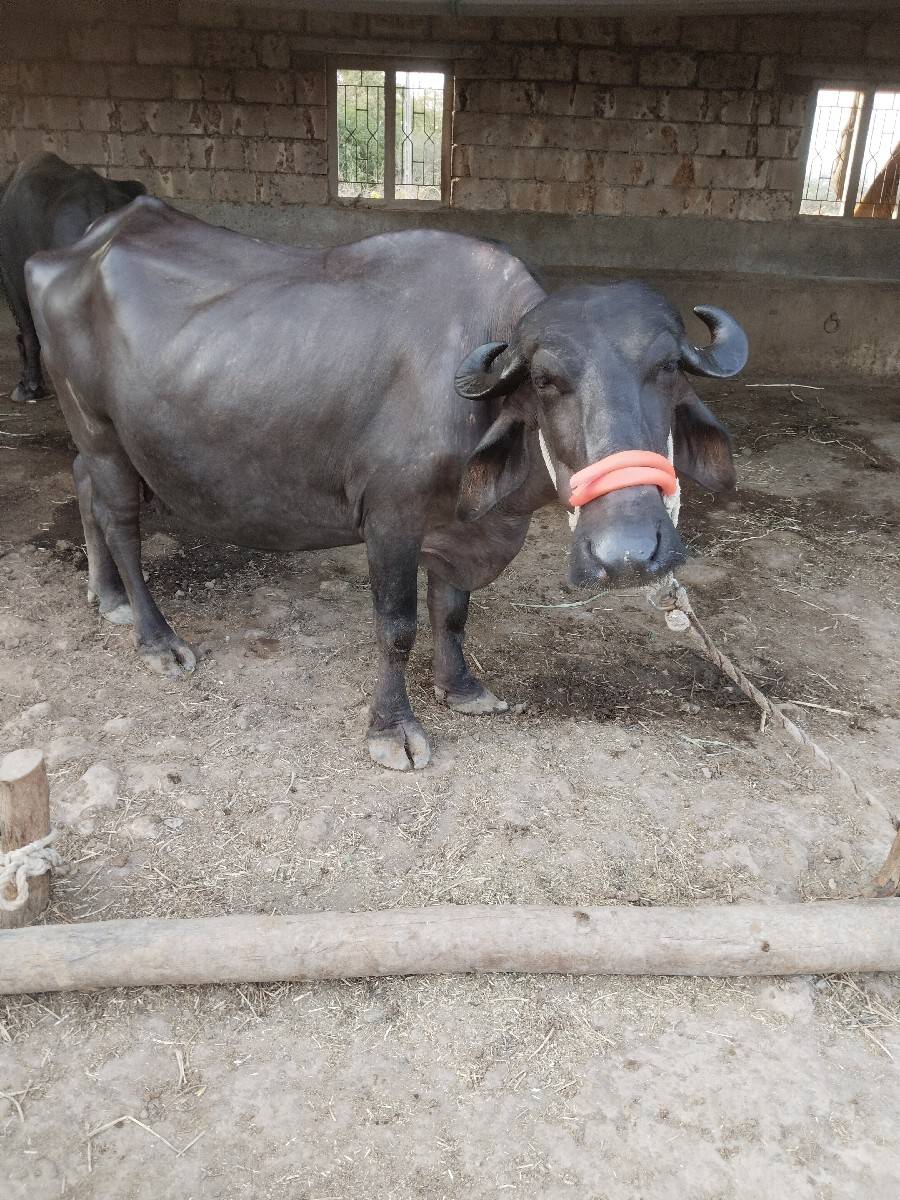 ભેંસ વેચવાની છે બીજી વેતર