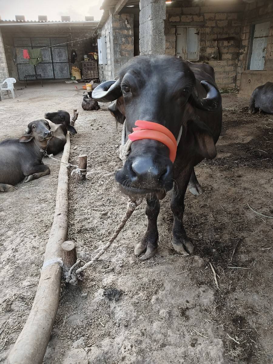 ભેંસ વેચવાની છે બીજી વેતર