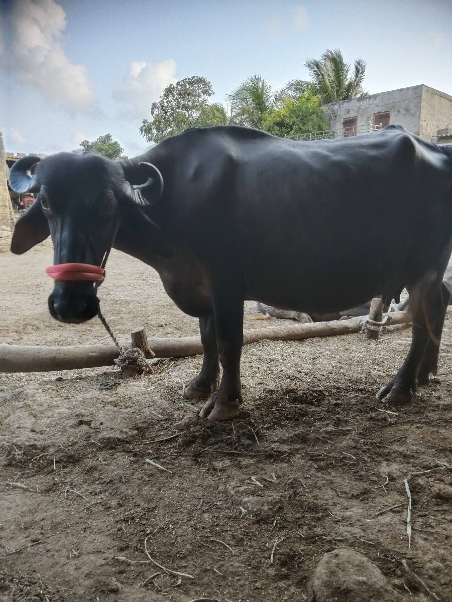 ભેંસ વેચવાની છે બીજી વેતર
